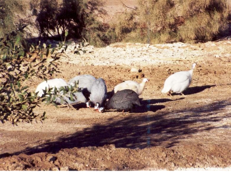 Guinea Fowles